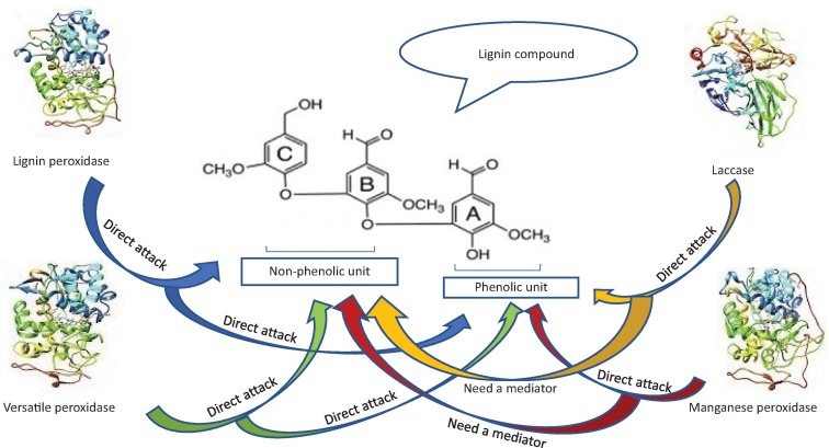 Liqnin molecular