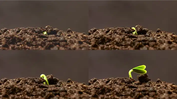 What kind of seeds can germinate