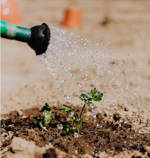 seeding on the soil