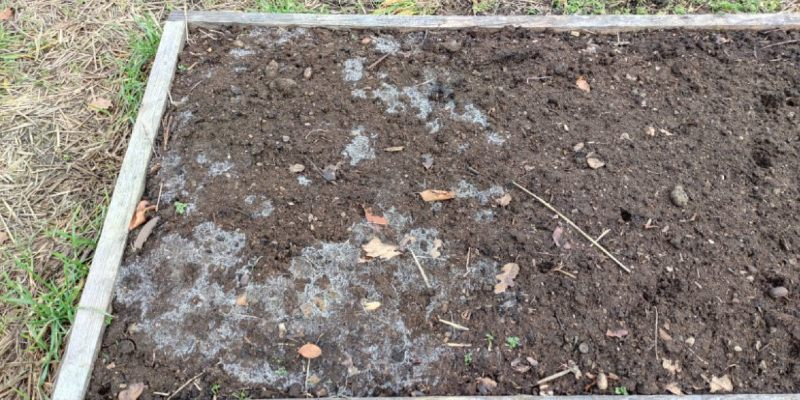 Whilte Mold on Compost Pile